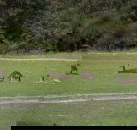 Yanchep  Lancelin - Wildlife Cave And Sands - Accommodation Bookings