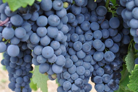 Barossa Valley Cellar Doors Luxury Wine Tour - Accommodation Bookings 4