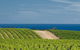 McLaren Vale Winery Small Group Tour With Wine Tasting And Lunch - thumb 4