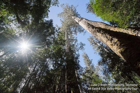 Mt Field And Styx Valley Photography Tour - Accommodation Bookings 1