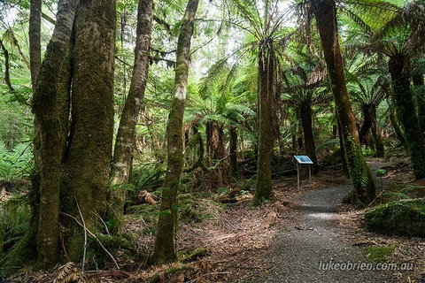 Mt Field And Styx Valley Photography Tour - Accommodation Bookings 2