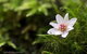 Mt Field And Styx Valley Photography Tour - thumb 5
