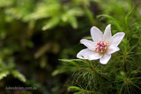 Mt Field And Styx Valley Photography Tour - Accommodation Bookings 5
