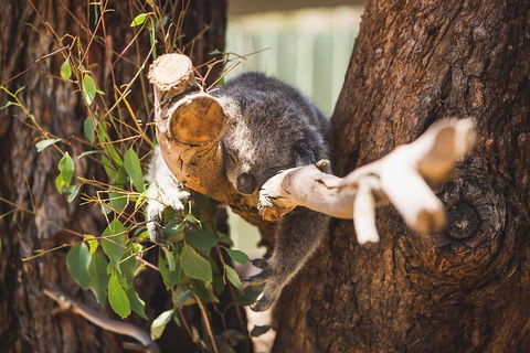 Phillip Island Medium Size Group Tour - Accommodation Bookings 1