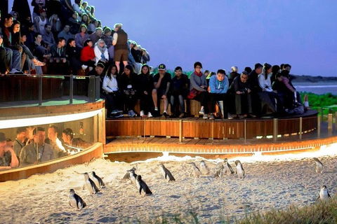 Phillip Island Medium Size Group Tour - Accommodation Bookings 3