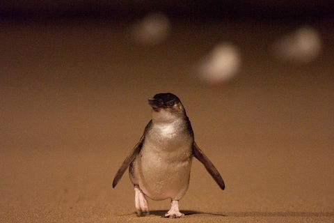 Phillip Island Medium Size Group Tour - Accommodation Bookings 4