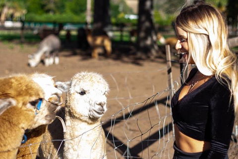 O'Reilly's & Lamington National Park Incl. Alpaca Farm + Vineyard - Accommodation Bookings 3