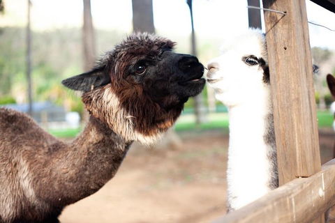 O'Reilly's & Lamington National Park Incl. Alpaca Farm + Vineyard - Accommodation Bookings 4