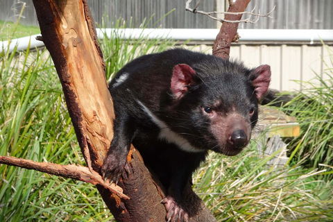 6-Day Tasmania Small-Group Guided Tour With Gourmet Food - Accommodation Bookings 1