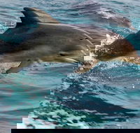 1.5HR Mudjimba Island Wildlife Safari - Accommodation Bookings