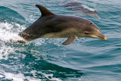 1.5HR Mudjimba Island Wildlife Safari - Accommodation Bookings 0