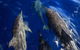 1.5HR Mudjimba Island Wildlife Safari - thumb 3