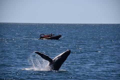 Adventure Whale Watching Tour Mooloolaba - Accommodation Bookings 1