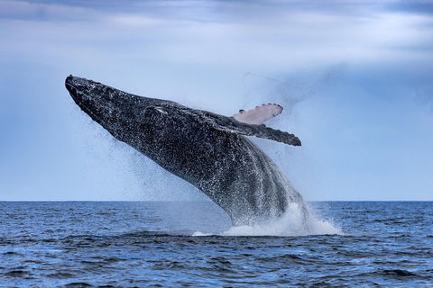 Adventure Whale Watching Tour Mooloolaba - Accommodation Bookings 2