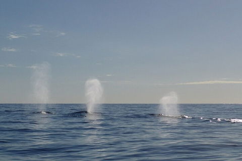 Adventure Whale Watching Tour Mooloolaba - Accommodation Bookings 3