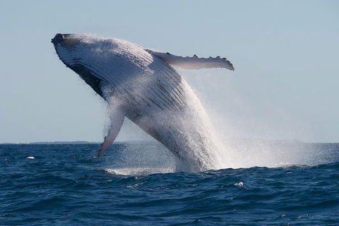 Adventure Whale Watching Tour Mooloolaba - Accommodation Bookings 5