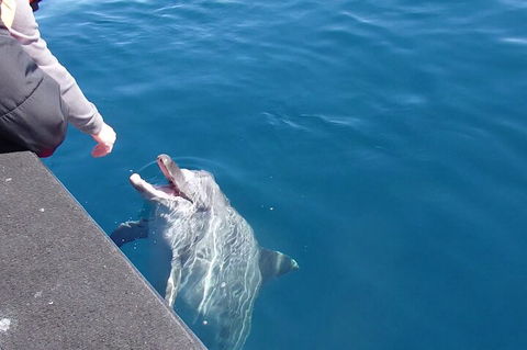 Noosa Wild Dolphin Safari - Accommodation Bookings 0