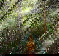 O'Reilly's  Lamington National Park from Gold Coast - Accommodation Bookings