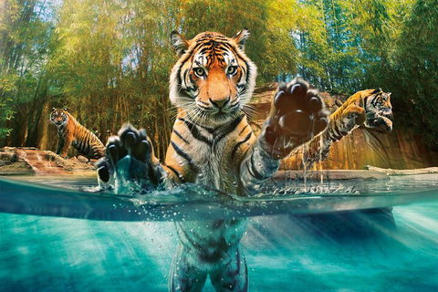 Croc Express To Australia Zoo From Gold Coast - Accommodation Bookings 3