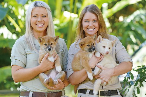 Croc Express To Australia Zoo From Gold Coast - Accommodation Bookings 4