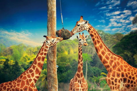 Croc Express To Australia Zoo From Gold Coast - Accommodation Bookings 5
