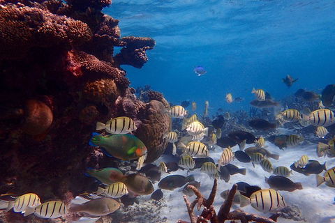 Lagoon Explorer - Ningaloo Reef Full-Day Kayaking And Snorkeling Adventure - Accommodation Bookings 2