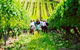 Private Luxury-Eco Tour - thumb 3