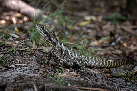Cape Byron Aboriginal Tour - Accommodation Bookings 3