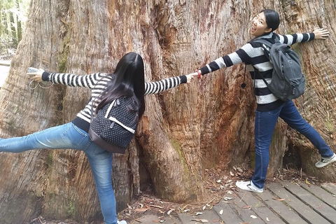 Mt Field National Park Active Day-Trip Including Bonorong And Mt Wellington - Accommodation Bookings 0