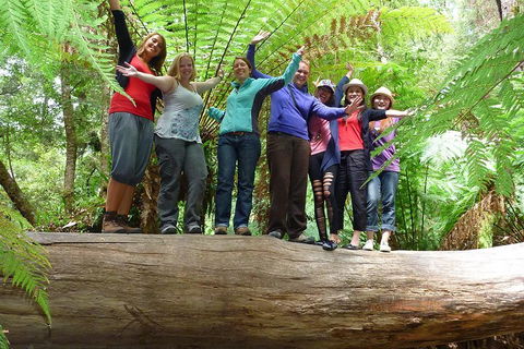 Mt Field National Park Active Day-Trip Including Bonorong And Mt Wellington - Accommodation Bookings 3