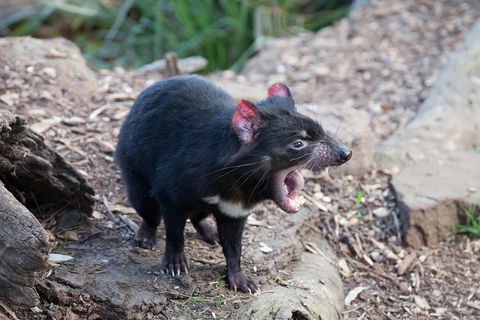 Mt Field National Park Active Day-Trip Including Bonorong And Mt Wellington - Accommodation Bookings 5