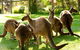 Yarra Valley Wine And Wildlife Self-Driving Tour - thumb 4