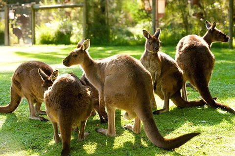 Yarra Valley Wine And Wildlife Self-Driving Tour - Accommodation Bookings 4