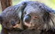 Half-Day Or Full-Day Tour With Private Guide From Melbourne - thumb 1