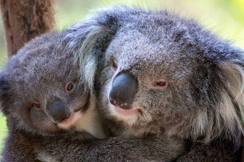 Half-Day Or Full-Day Tour With Private Guide From Melbourne - Accommodation Bookings 1