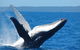 Mooloolaba Whale Watching Tour - thumb 0