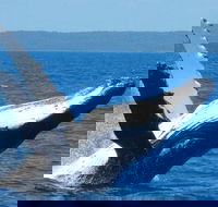 Mooloolaba Whale Watching Tour - Accommodation Bookings