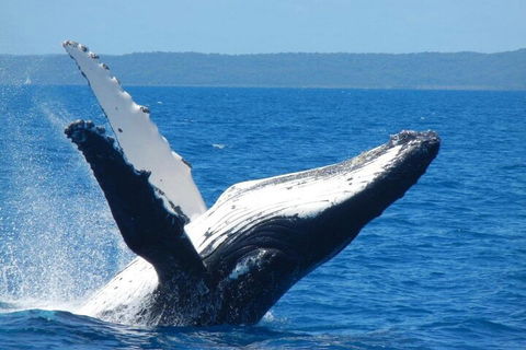 Mooloolaba Whale Watching Tour - Accommodation Bookings 0