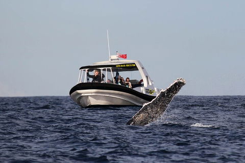 Mooloolaba Whale Watching Tour - Accommodation Bookings 3