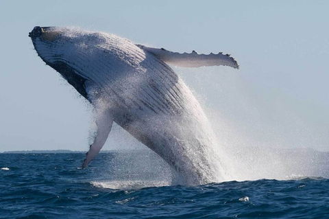 Mooloolaba Whale Watching Tour - Accommodation Bookings 4