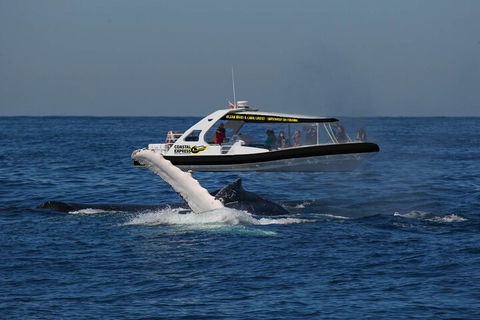 Mooloolaba Whale Watching Tour - Accommodation Bookings 5