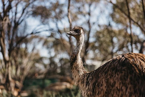 Wave Rock, York, Wildflowers, And Aboriginal Cultural Day Tour From Perth - Accommodation Bookings 4