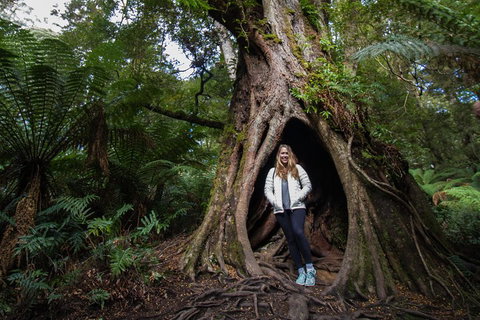 Great Ocean Road Small-Group Ecotour From Melbourne - Accommodation Bookings 4