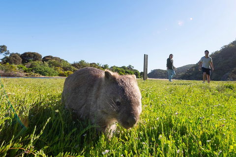 Wilson's Promontory Small Group Eco Tour From Melbourne - Accommodation Bookings 2