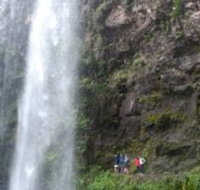 Springbrook National Park Discovery Full-Day Bushwalking Tour - Accommodation Bookings