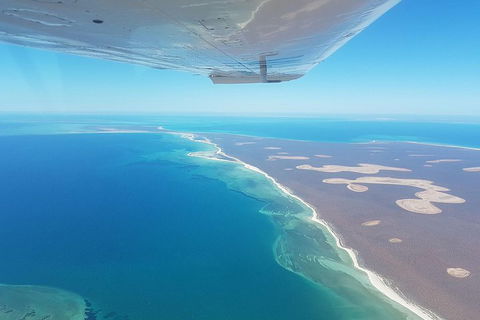 Monkey Mia Dolphins & Shark Bay Air Tour From Perth - Accommodation Bookings 2