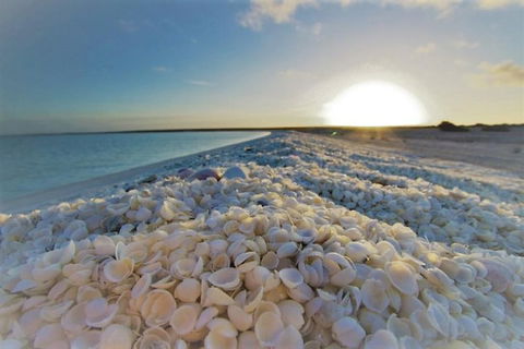 Monkey Mia Dolphins & Shark Bay Air Tour From Perth - Accommodation Bookings 3
