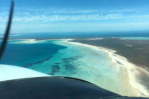 Monkey Mia Dolphins & Shark Bay Air Tour From Perth - Accommodation Bookings 4