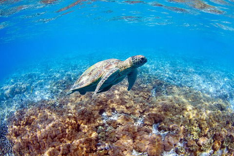 Great Barrier Reef Day Cruise To Reefworld - Accommodation Bookings 5