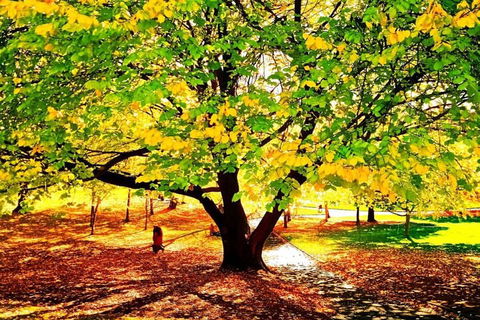 Hobart Half-Day Sightseeing Coach Tram Tour - Accommodation Bookings 3